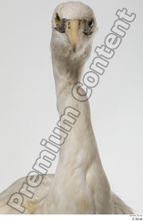 Stork  2 head neck 0002.jpg